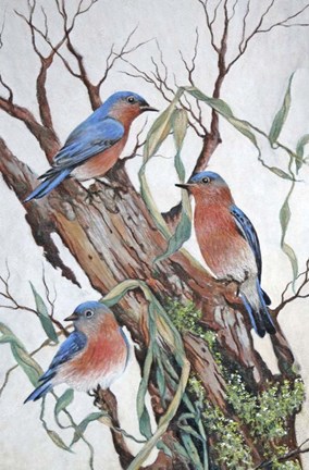Framed Bluebirds at Rest Print