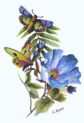 Framed Butterfly on Blue Poppy Print