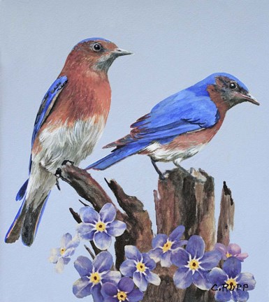 Framed Eastern Bluebird Duo Print