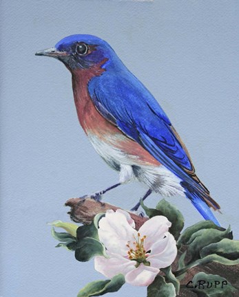 Framed Eastern Bluebird Print