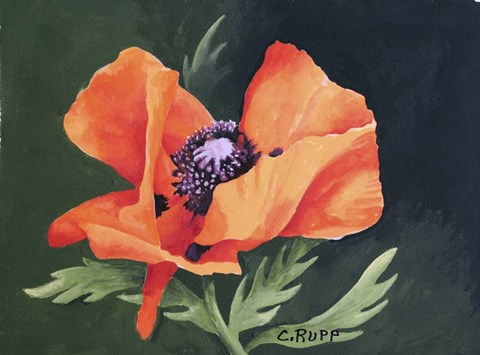 Framed Red Poppy III Print
