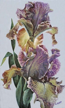 Framed Varied Bearded Iris Print