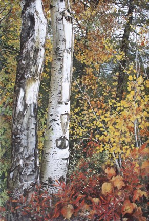 Framed Aspen Duo Print