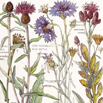 Framed Ambrosia 3 Print