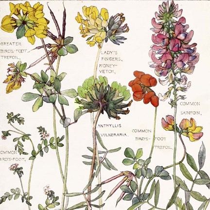 Framed Ambrosia 5 Print