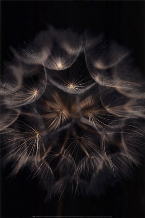 Framed Fragile Beauty Print