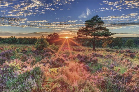 Framed Heathland Sunset Print