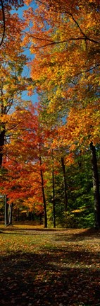 Framed Autumn trees in a forest, Orchard Park, New York Print