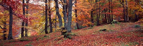 Framed Beech Trees in Autumn, Aberfeldy, Scotland Print