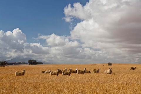 Framed Flock of Sheep Grazing in a Farm, South Africa Print