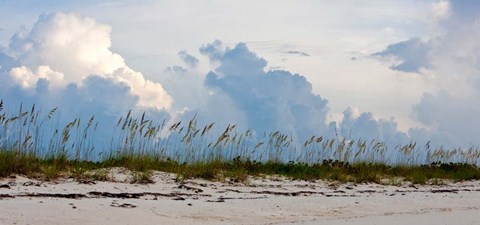 Framed Reed Grass on Beach, Great Exuma Island, Bahamas Print