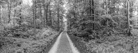 Framed Dirt Road Passing through a Forest, Baden-Wurttemberg, Germany Print