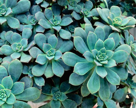 Framed Close-up of Plants, Buffalo and Erie County Botanical Gardens Print