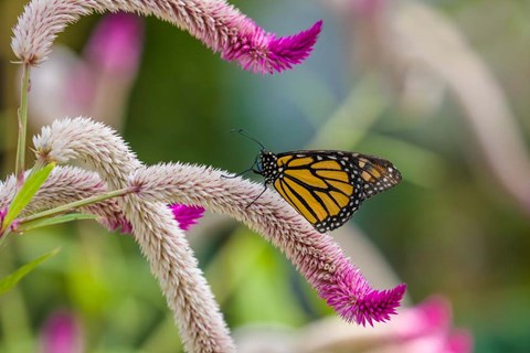 Framed Close-up of Monarch Butterfly Pollinating Flowers, Florida Print