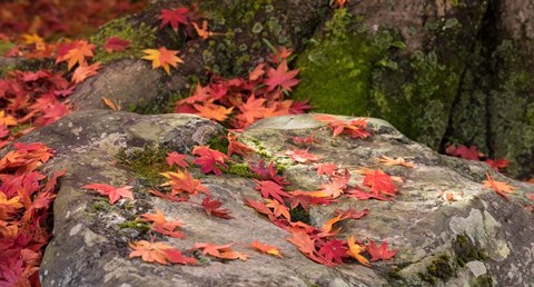 Framed Fallen Autumnal Leaves on Rock Print