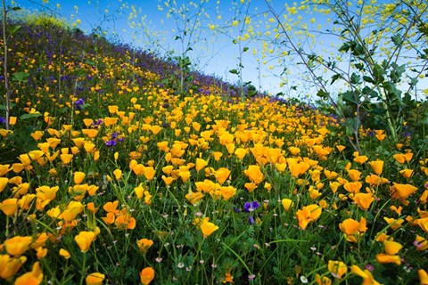 Framed California Poppies and Canterbury Bells in a Field, Diamond Valley Lake, California Print