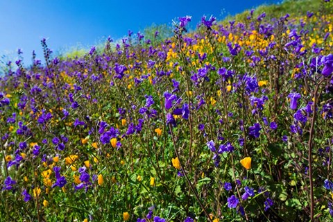 Framed Wildflowers Growing in a Field, Diamond Valley Lake, California Print