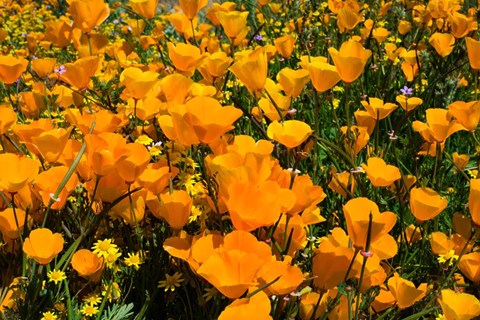 Framed Close-Up of Poppies in a field, Diamond Valley Lake, California Print