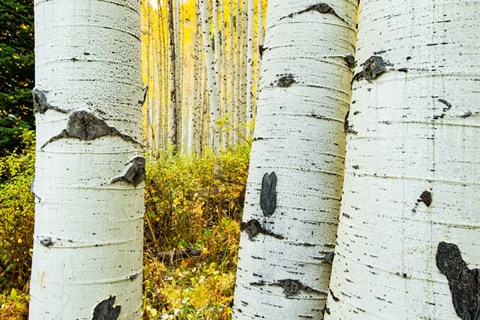 Framed Detail of Aspen Tree, Colorado Print