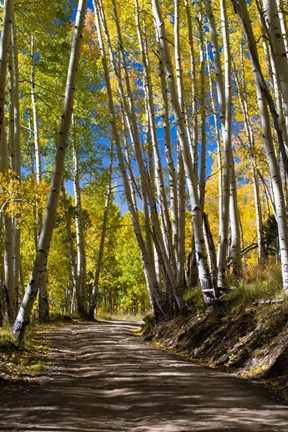 Framed Road Passing through a Forest, Maroon Creek Valley, Aspen, Colorado Print