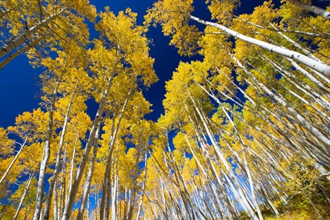 Framed Aspen Tree Tops in Maroon Bells, Aspen, Colorado Print