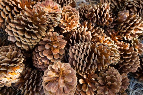 Framed Acorns Growing on Plants Print