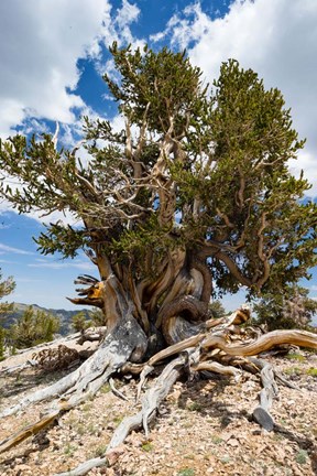 Framed Ancient Bristlecone Pine Forest in the White Mountains, California Print