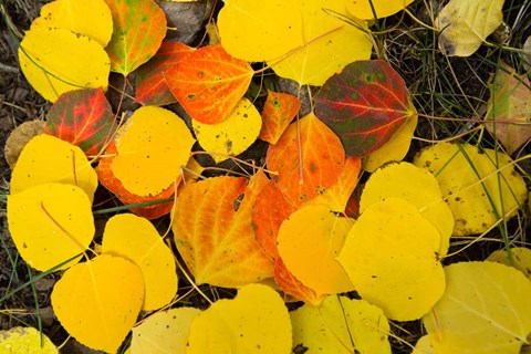 Framed Close-Up of Fallen Leaves, Maroon Creek Valley, Aspen, Colorado Print