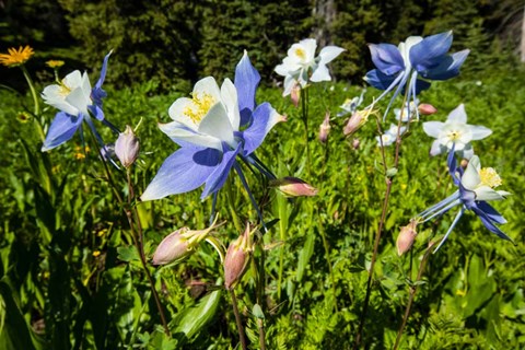 Framed Close-Up of Wildflowers, Crested Butte, Colorado Print