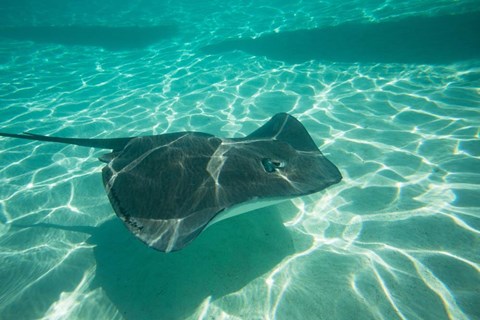 Framed Stingray in the Pacific Ocean, Moorea, Tahiti, French Polynesia Print