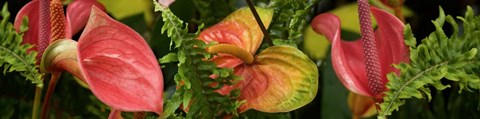 Framed Close-up of Anthurium Plant and Fern Leaves Print