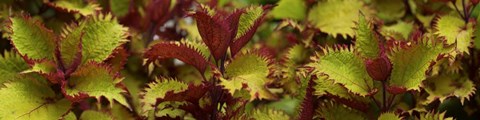 Framed Close-up of Coleus Leaves Print