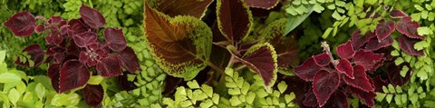 Framed Close-up of Coleus Leaves Print