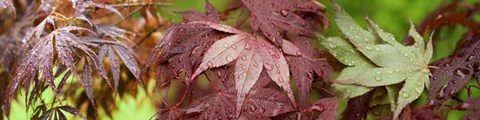 Framed Close-up of Japanese Maple Leaves Print
