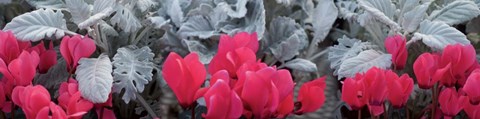 Framed Close-up of Pink Cyclamen and Silver Dust Leaves Print