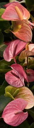 Framed Close-up of Anthurium Plants Print