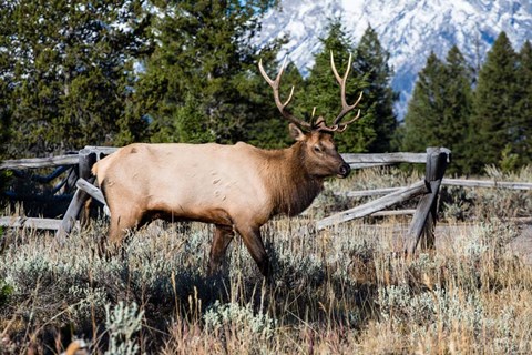 Framed Elk in Field, Grand Teton National Park, Wyoming Print