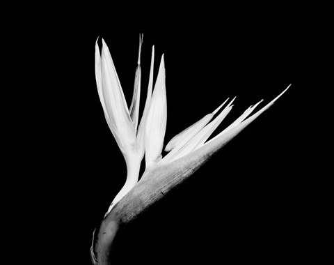 Framed Still-life  of a Bird of Paradise Flower (BW) Print