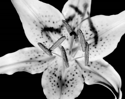 Framed Close up of Lily flower (BW) Print
