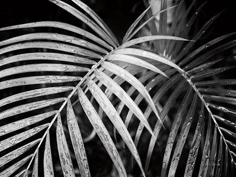 Framed Palm Fronds Print