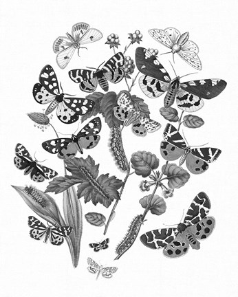Framed Butterfly Bouquet IV Linen BW IV Print