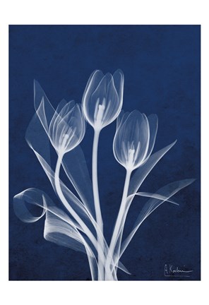 Framed Ecto Indigo Tulips Print