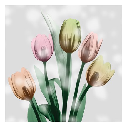 Framed Awakening Tulips Print