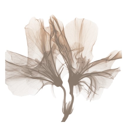 Framed Dry Azalea 1 Print