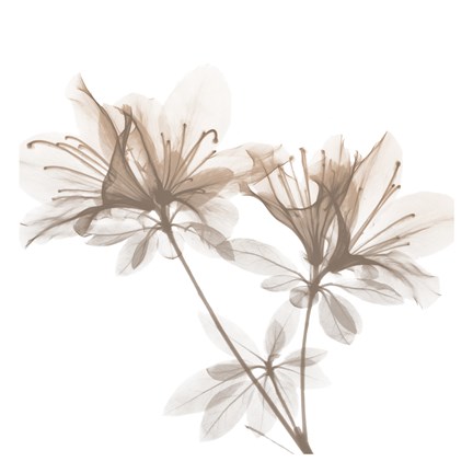 Framed Dry Azalea 2 Print