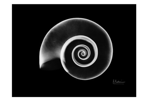 Framed Ramshorn Snail Shell Print