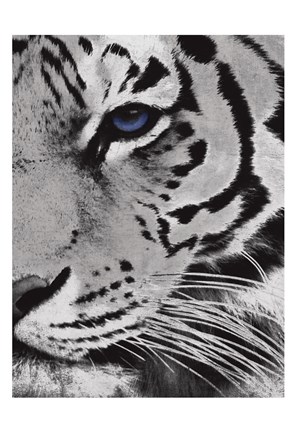 Framed Tiger Purple Eye Mate Print