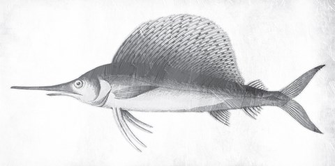 Framed Grey Sword Fish Print