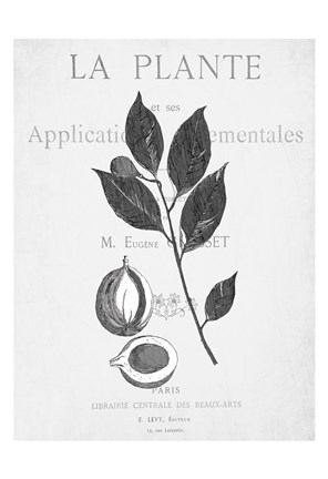 Framed Defused Botanical 3 Print