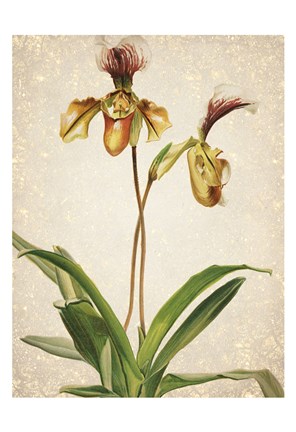 Framed Orchids  1 Print